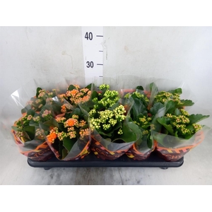 Kalanchoe blos.   ..rosebud mix  5