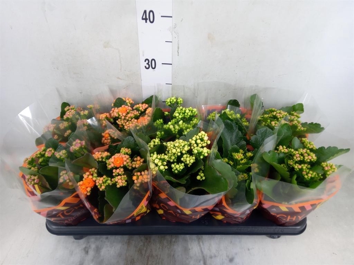 <h4>Kalanchoe blos.   ..rosebud mix  5</h4>