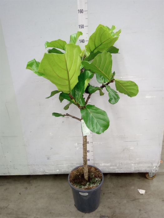 Ficus lyrata