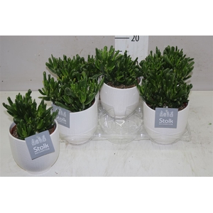 Crassula Hobbit Liv Keramiek