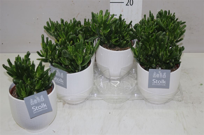 <h4>Crassula Hobbit Liv Keramiek</h4>