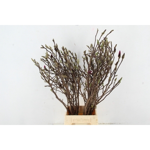 MAGNOLIA SUSAN PER STEM 070CM