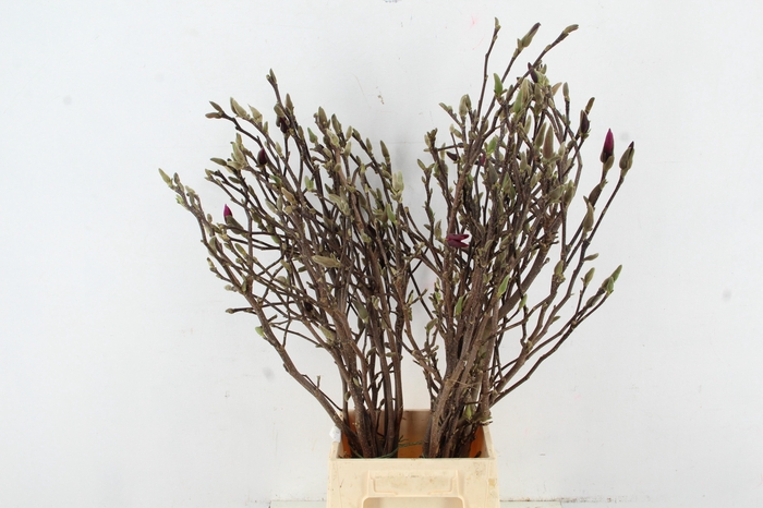 <h4>MAGNOLIA SUSAN PER STEM 070CM</h4>