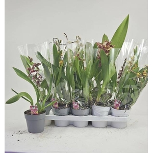 ORCHIDEEEN GEM