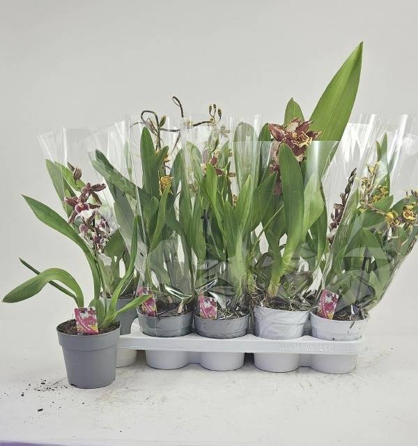<h4>ORCHIDEEEN GEM</h4>