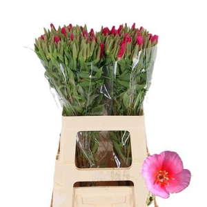 CLARKIA GODETIA HOTPINK