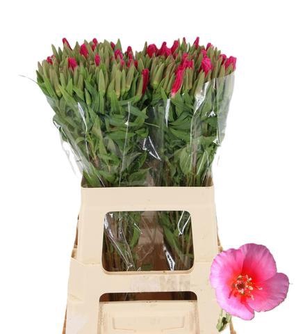 <h4>CLARKIA GODETIA HOTPINK</h4>