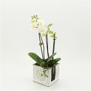 Arrangementen Phalaenopsis mt H%