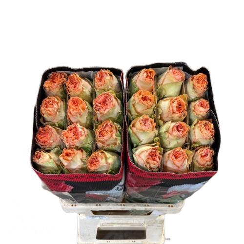 <h4>R GR COUNTRY HOME</h4>