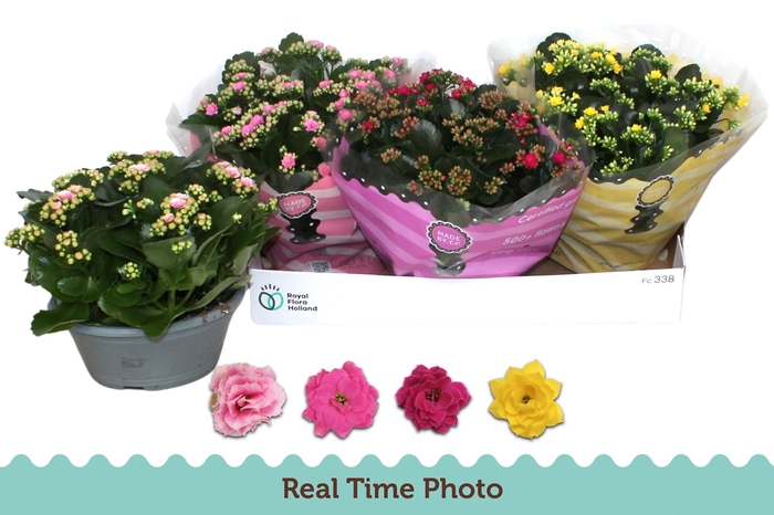 <h4>KAL GE GEM 4 KL</h4>