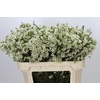 Chamelaucium Ivory Pearl