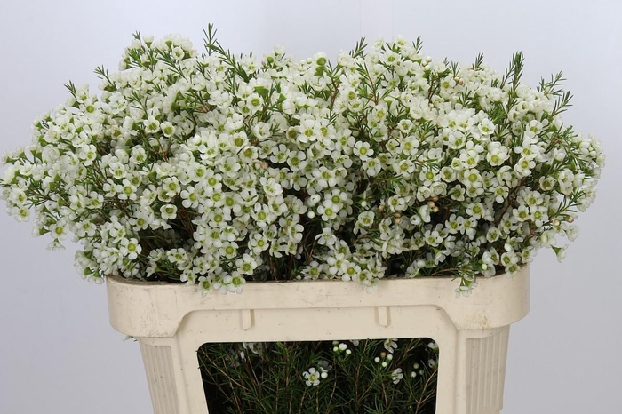 <h4>Chamelaucium Ivory Pearl</h4>