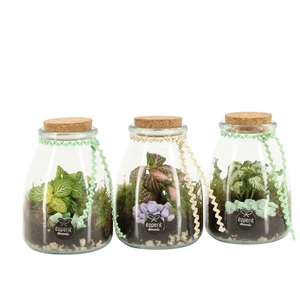 11606: Consideration terrarium