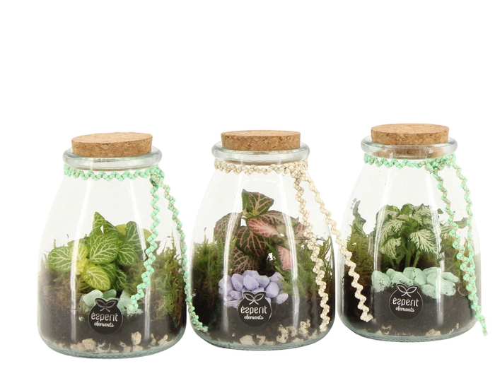 <h4>11606: Consideration terrarium</h4>