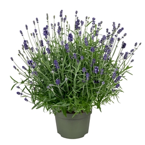Lavandula 