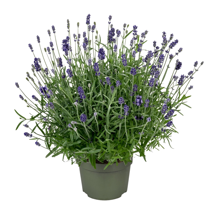 <h4>Lavandula "Essence Purple"</h4>