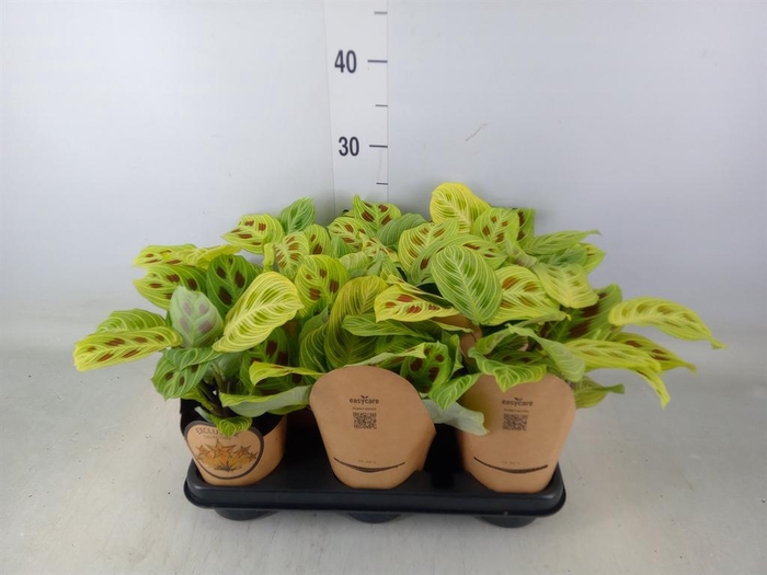 <h4>Maranta leuc.   ...</h4>