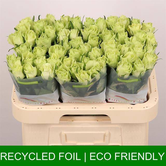 <h4>Rosa large camouflage!</h4>