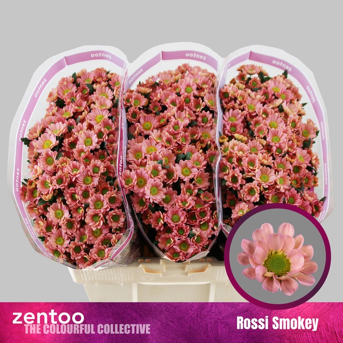<h4>CHR S ROSSI SMOKEY</h4>