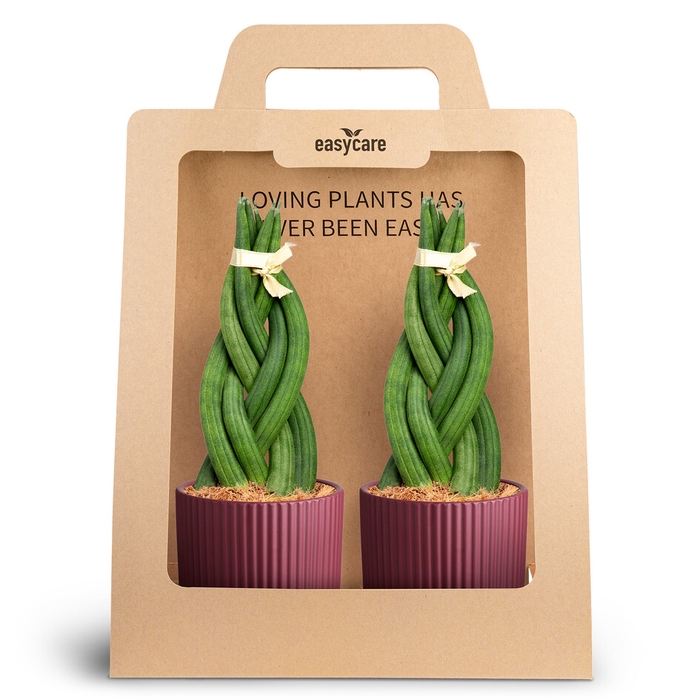 2-Pack Nordic Aubergine, Braid