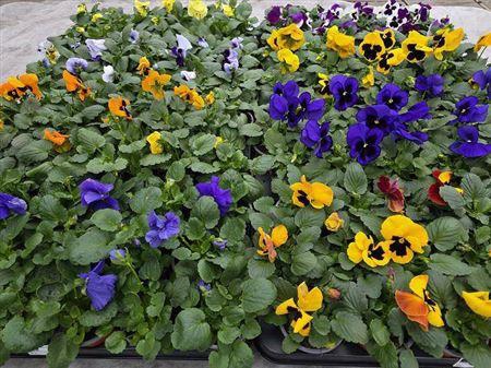 <h4>Vio F1 Hybr Mixk</h4>