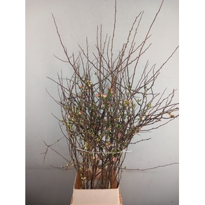 CHAENOMELES JAPONICA PINK 120CM