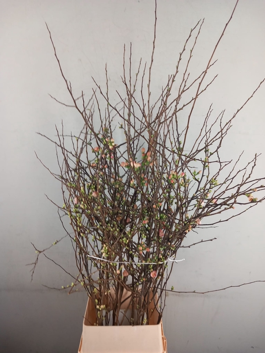 <h4>CHAENOMELES JAPONICA PINK 120CM</h4>