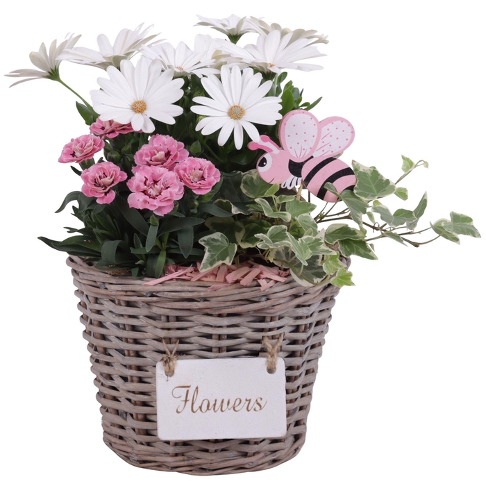 <h4>Arr.   Tuinplanten L%</h4>
