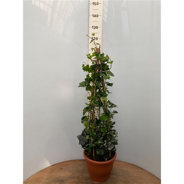 <h4>Hedera pyramide  hibernica H120</h4>