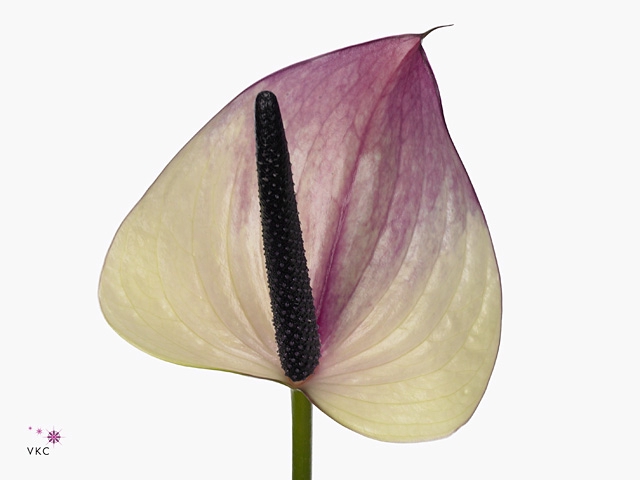 Anthurium Maxima Violeta