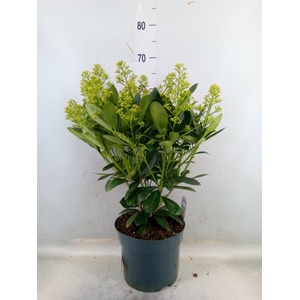 Skimmia jap. 'Finchy'