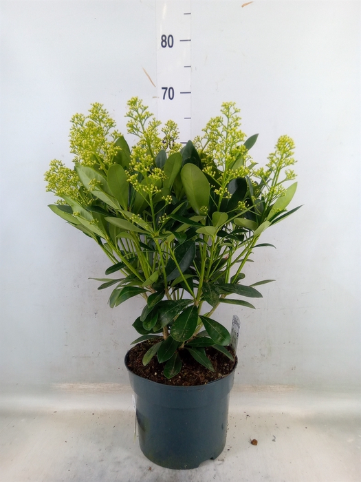 <h4>Skimmia jap. 'Finchy'</h4>