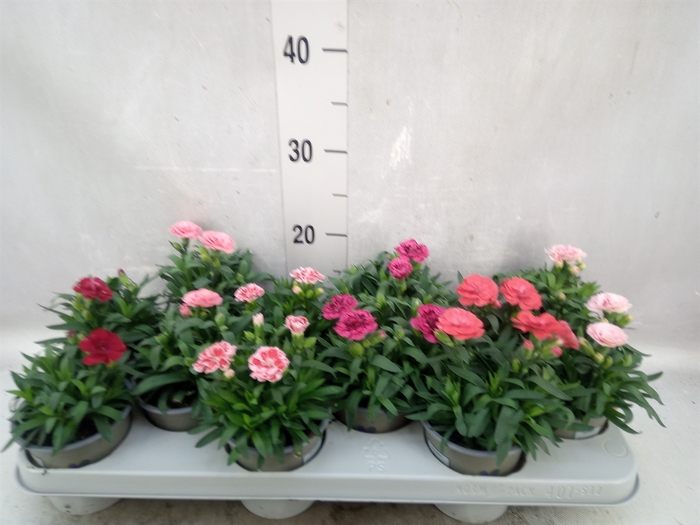 <h4>Dianthus  'Oscar'   ...mix</h4>