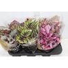 BEGONIA BELEAF P15 PO