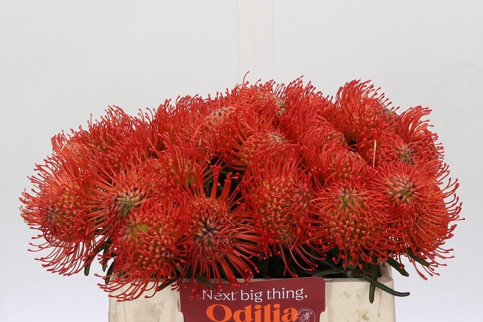 <h4>Nutans Succession</h4>