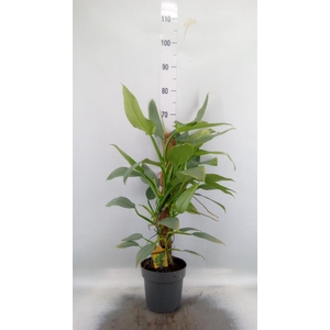 Philodendron  'Silver Queen'