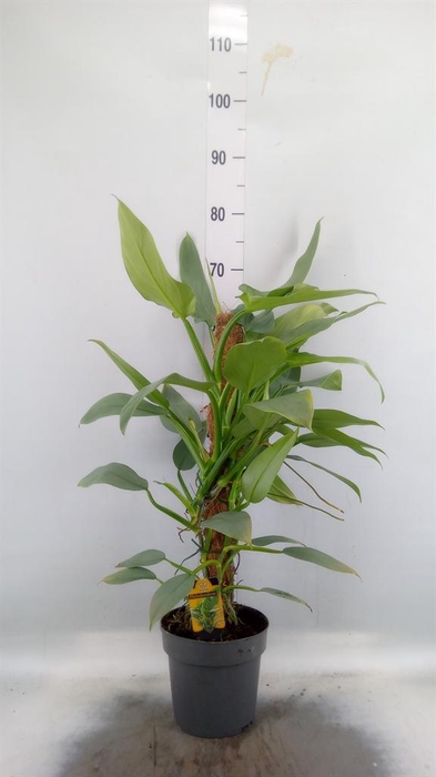 <h4>Philodendron  'Silver Queen'</h4>