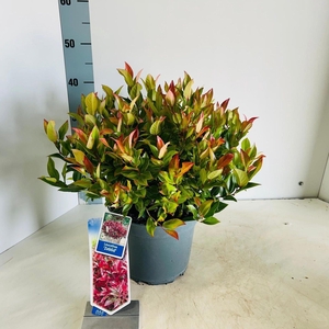 Leucothoe axillaris Zeblid