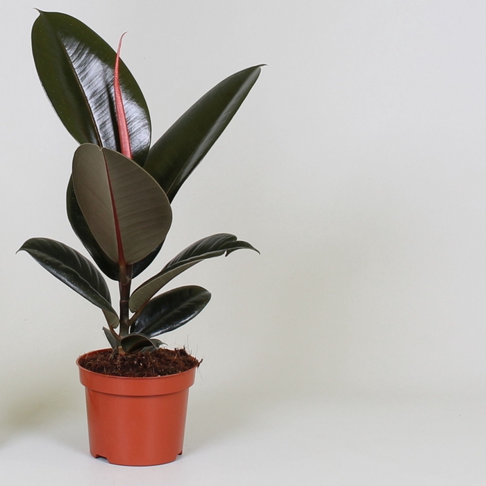 <h4>Ficus Elastica Abidjan</h4>