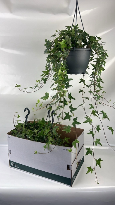 <h4>HED HE MONA LISA</h4>