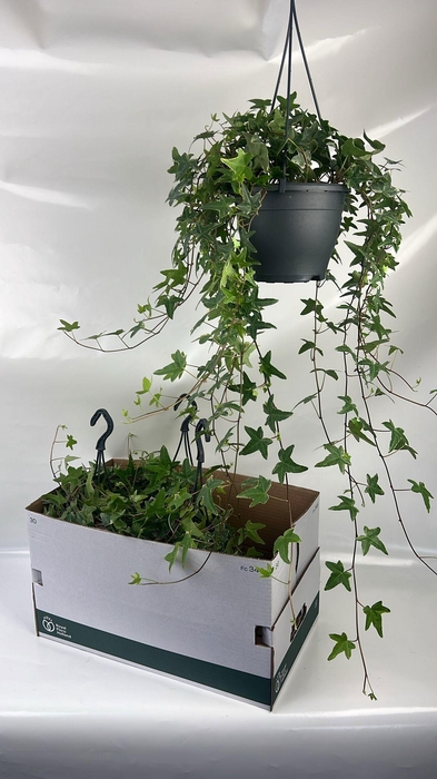 <h4>HED HE MONA LISA</h4>