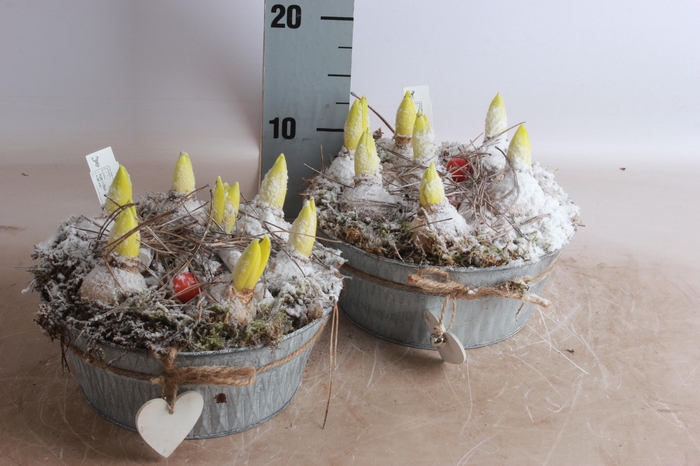 <h4>ARR HYACINTH</h4>