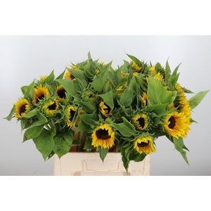 Helianthus Sunrich Orang