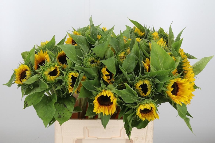 <h4>Helianthus Sunrich Orang</h4>