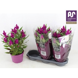 CEL DEEP PURPLE