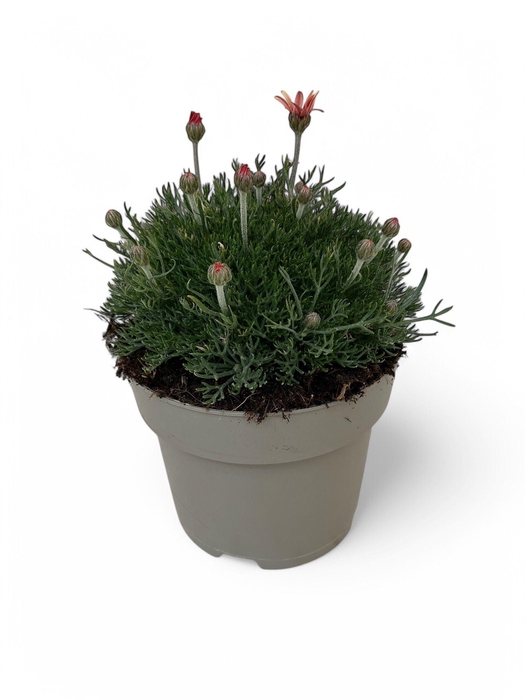 <h4>Rhodanthemum hosmariense 'Zagora Pink'</h4>