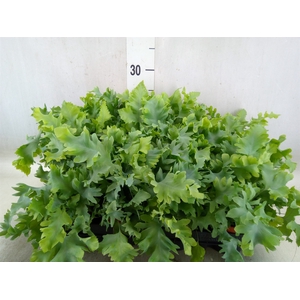 Phlebodium aureum 'Davana'