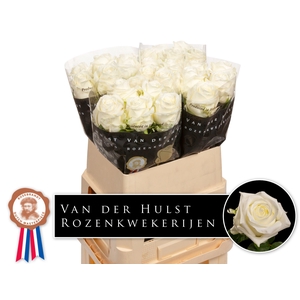 R Gr Noelia Extra Hulst