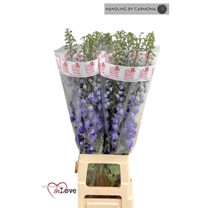 DELPH DU AUR L PURPL