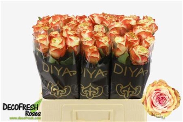 <h4>R Gr Karma-bb</h4>